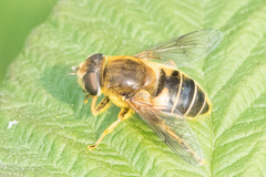 Eristalis nemorum