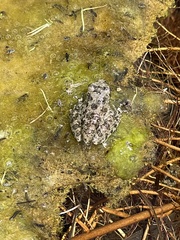 Pseudacris cadaverina