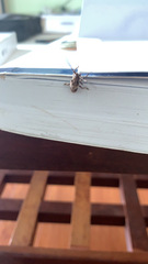 Lamiinae