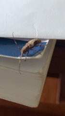 Lamiinae