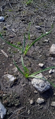 Zephyranthes brevipes
