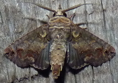 Paectes abrostoloides