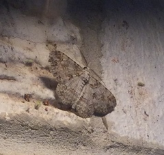 Iridopsis defectaria