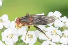 Diptera