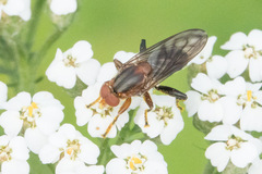 Diptera