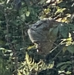 Dolichovespula maculata