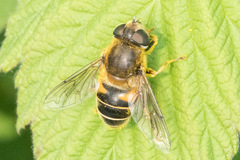 Eristalis nemorum