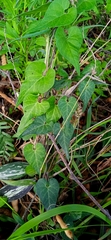Chthamalia tehuacana