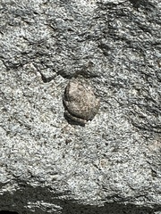 Pseudacris cadaverina