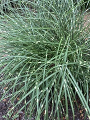 Miscanthus sinensis