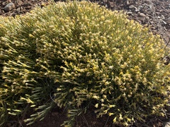 Ericameria ophitidis