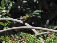 Setophaga townsendi