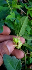 Passiflora bryonioides