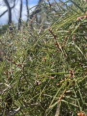 Hakea ulicina