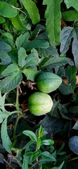 Passiflora bryonioides