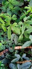 Passiflora bryonioides