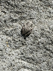 Pseudacris cadaverina