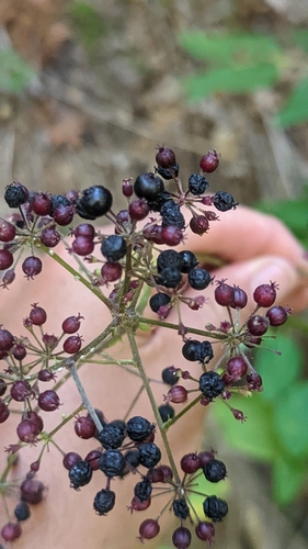 Aralia bicrenata (Aralia bicrenata)
