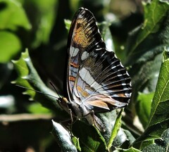Adelpha californica