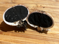 Scleroderma