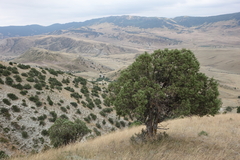 Juniperus polycarpos