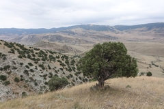 Juniperus polycarpos