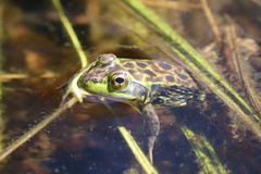 Lithobates septentrionalis