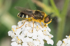 Stratiomyini