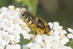 Stratiomyini