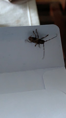 Lamiinae
