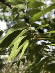 Juglans major