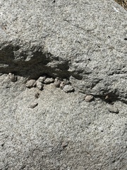 Pseudacris cadaverina