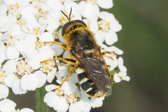 Stratiomyini
