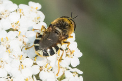 Stratiomyini