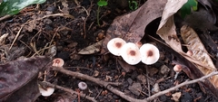 Lepiota rubrotinctoides