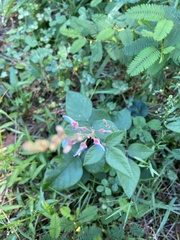 Desmodium viridiflorum