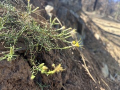 Ericameria ophitidis