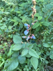 Desmodium viridiflorum