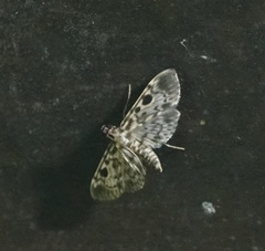 Rhimphaliodes macrostigma