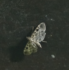 Rhimphaliodes macrostigma
