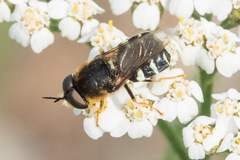 Stratiomyini