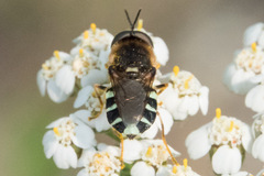 Stratiomyini
