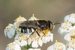 Stratiomyini