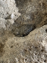 Pseudacris cadaverina