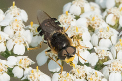 Stratiomyini