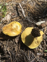 Suillus pseudobrevipes