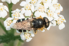 Stratiomyini