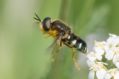 Stratiomyini