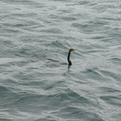Anhinga novaehollandiae