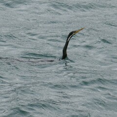 Anhinga novaehollandiae